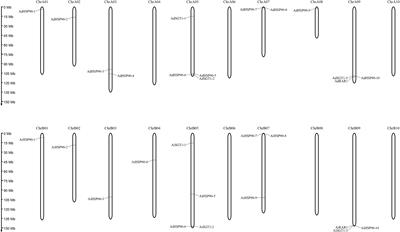 Genome-Wide Identification and Characterization of HSP90-RAR1-SGT1-Complex Members From Arachis Genomes and Their Responses to Biotic and Abiotic Stresses